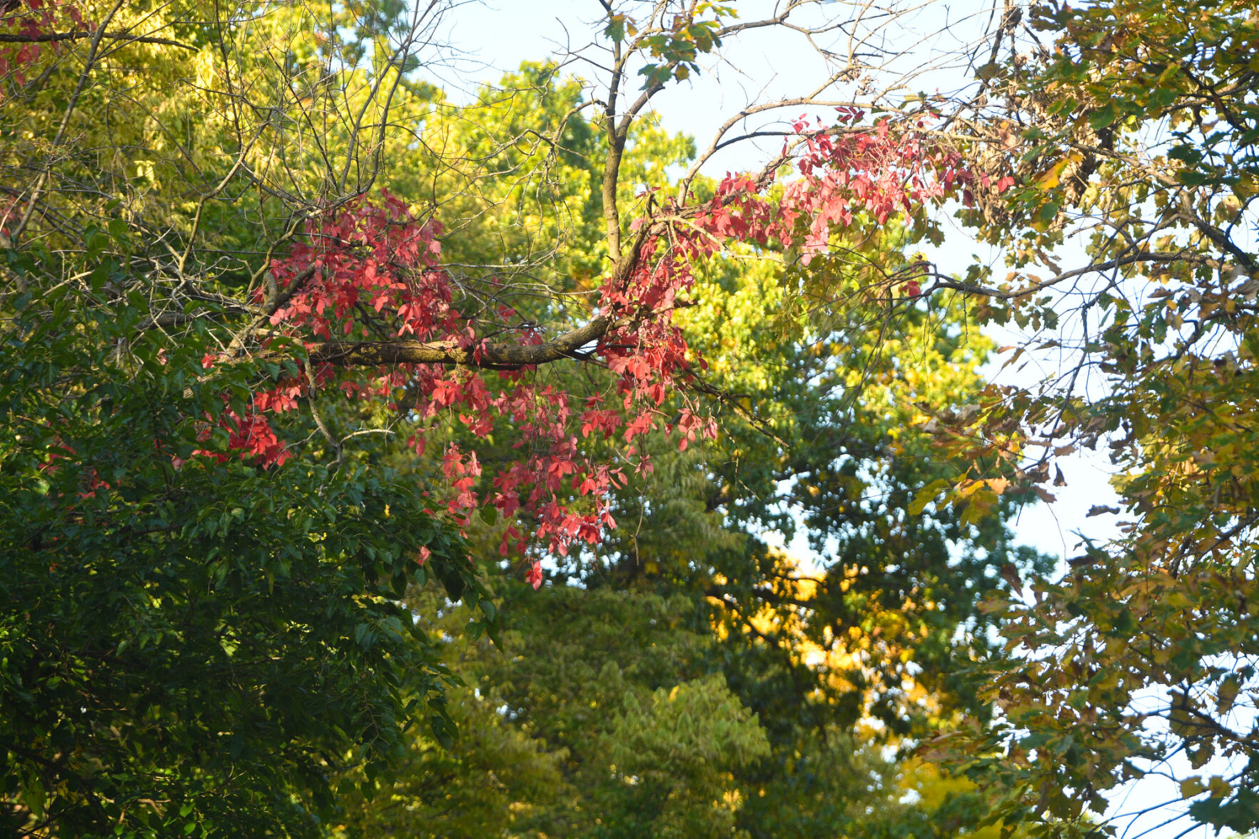 100820-qc-nws-fallcolor-007